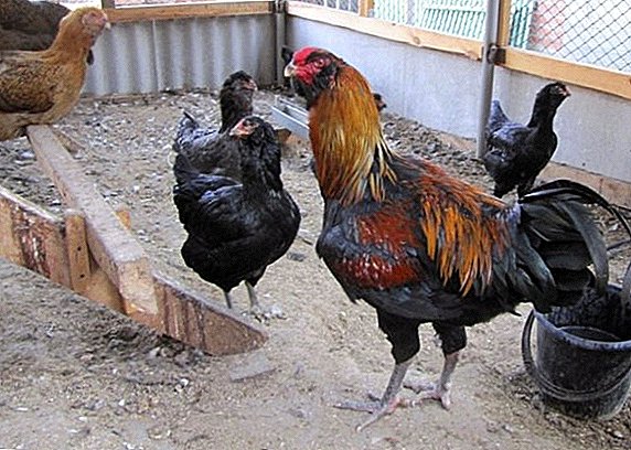 Gilyan chickens: characteristics and features of the content