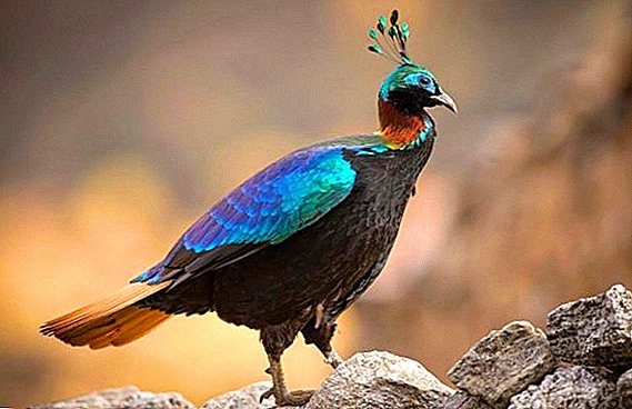 Himalayan Monal: what it looks like, where it lives, what it eats