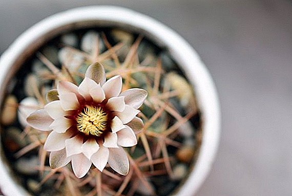 Gymnocalycium: tajomstvo úspešného pestovania kaktusu doma