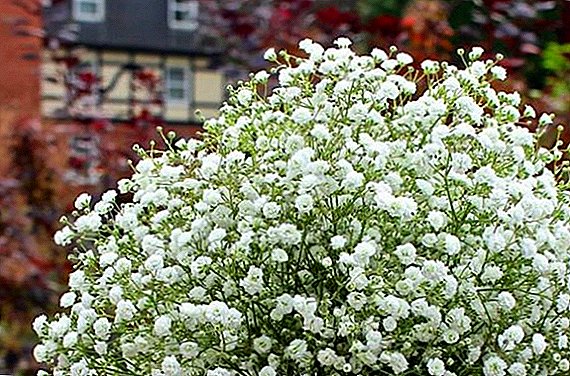 Gypsophila paniculata: growing and care in the home