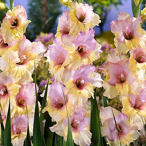 Gladiolen: een beschrijving van de beste variëteiten voor de tuin