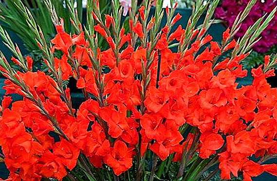 Gladiolus i beholdere: vokser og pleier
