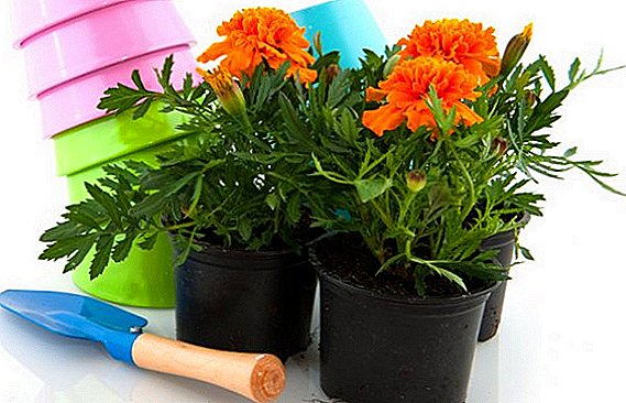 The main rules of landing and care for marigolds