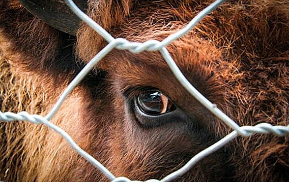 The eyes of a cow: structure, color, disease