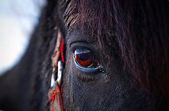 Ló szemei: milyen színű, milyen betegségek vannak, miért zárva vannak az oldalakon