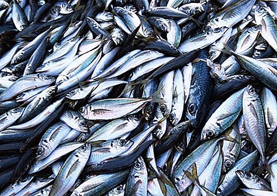 الاحترار العالمي أثر بشكل غير متوقع على مصايد الأسماك