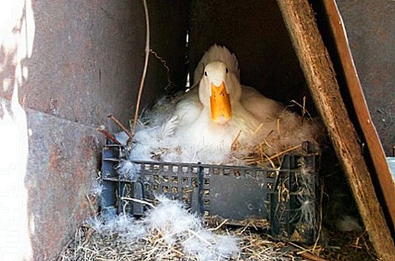 Nest für hausgemachte Ente zum Selbermachen