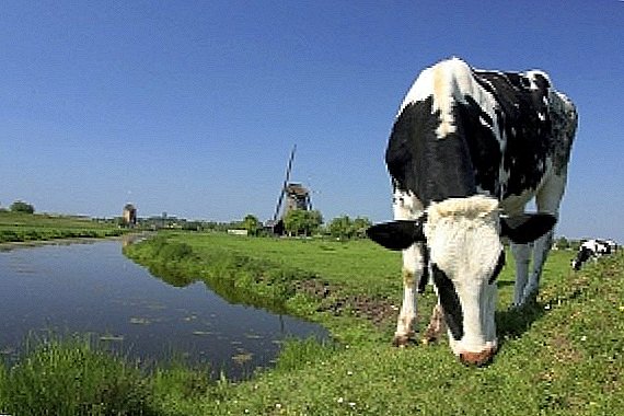 Vaca holandesa, datos interesantes de esta raza.