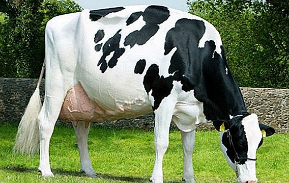 Keturunan lembu tenusu Belanda: ciri-ciri tumbuh di rumah