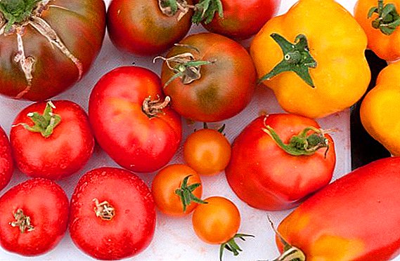 Varietas tomat Belanda dengan foto dan deskripsi