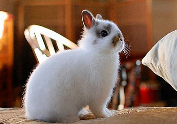 الأرانب الزخرفية الهولندية: ميزات المحتوى في المنزل