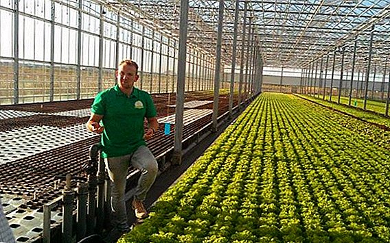 Petani Belanda telah membuat rumah kaca kontrol otomatis di dekat Lviv