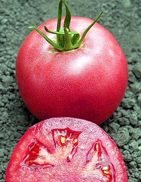 Híbrido holandés: variedad de tomate rosa Unicum.