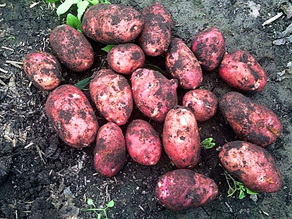 Rote Scarlett Holländische Kartoffeln