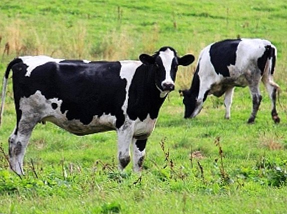 Holstein breed of cows