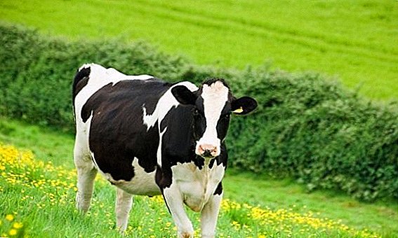 Vacile de lapte Holstein: cum să îngrijească și cum să se hrănească