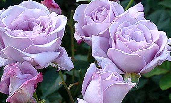 Blue Rose "Blue Perfume": ميزات النمو