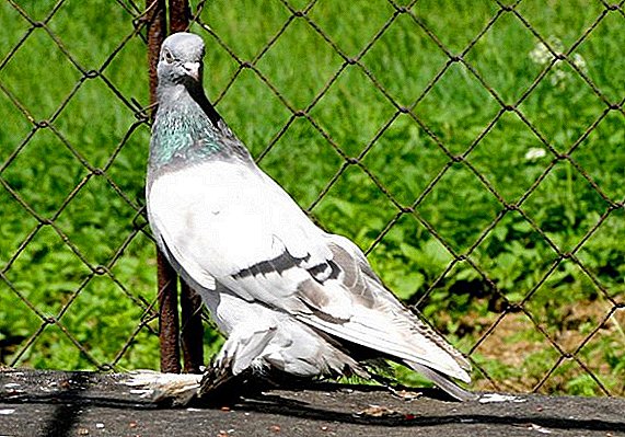 Las palomas de agaran (turcomanos)