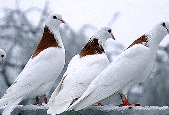 Pigeons high-flying grivuna