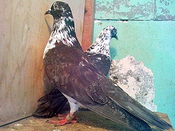 Pombos tippler: como cuidar deles e o que alimentar