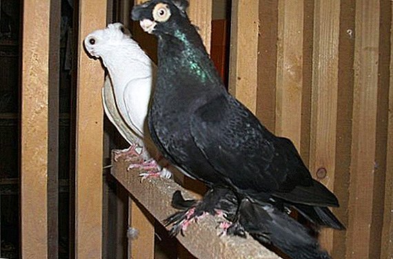 Pigeon Thurmans