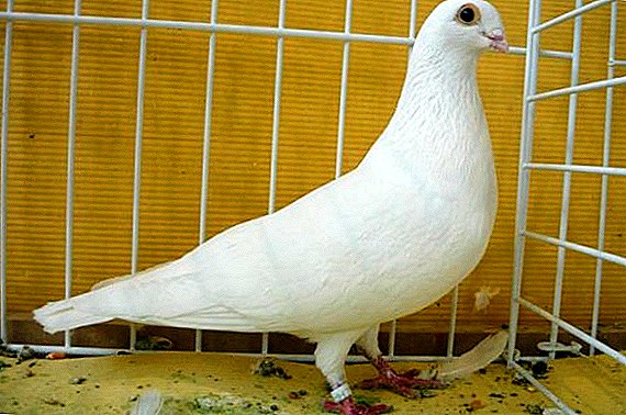 Hungarians pigeons: how to care and how to feed at home