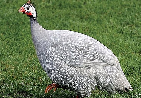 Blue guinea fowls: what they look like, whether they can be kept at home