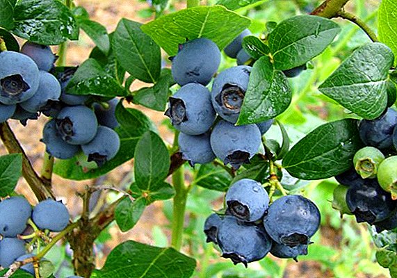 Blueberries: penyakit dan rawatan mereka