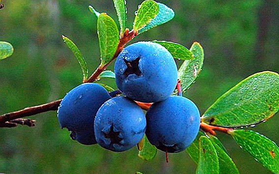 "Blåbær som en delikatesse": Ukraine vil begynde at dyrke de dyreste bær i potter med vand