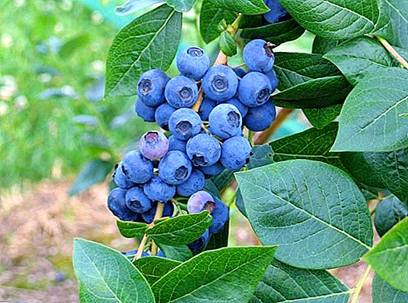Blueberry "Northland": beschrijving en teelt van het ras