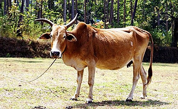 Buckel-asiatische Kuh (Zebu)