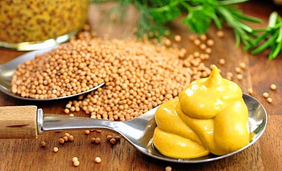 Mustard: the benefits and harm to the body