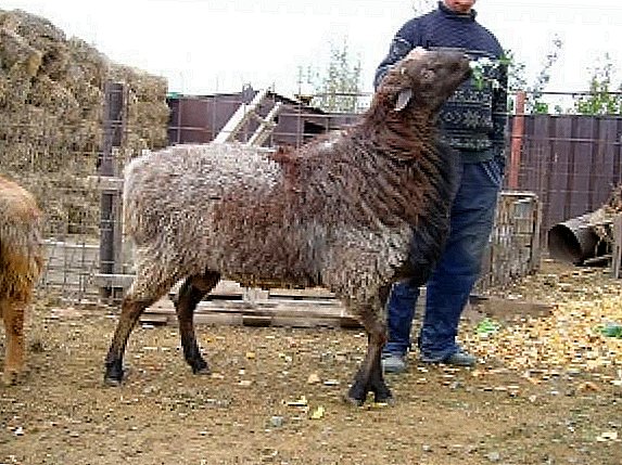 The pride of the steppes of Kazakhstan - edilbayevskaya breed of sheep