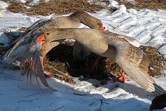 Gorky and Tula breeds of fighting geese