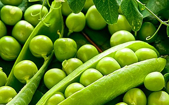 Peas: nutritional value, composition, beneficial properties and harm