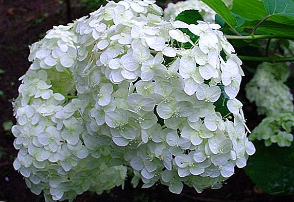 Hydrangea tree "Annabel": planting and care for unpretentious shrubs