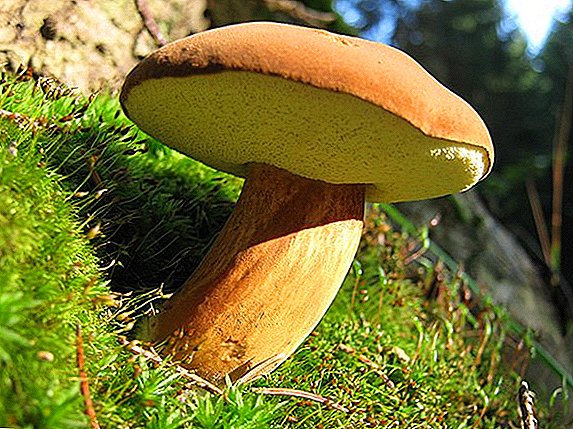 The State Duma adopted a bill on the regulation of the collection of berries and mushrooms in forest areas