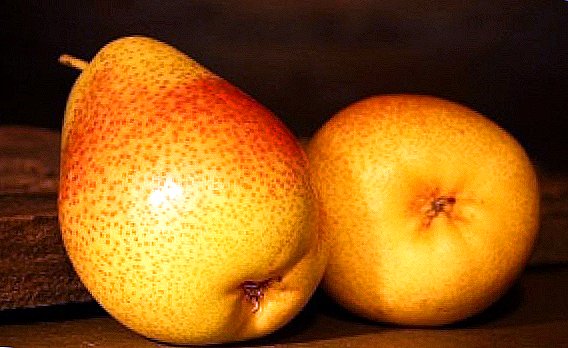 Preparing a pear for winter: the correctness of autumn care