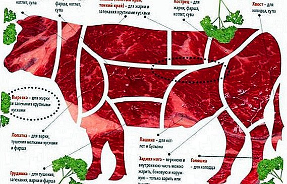 Rundvlees: voordelen en schade aan het lichaam