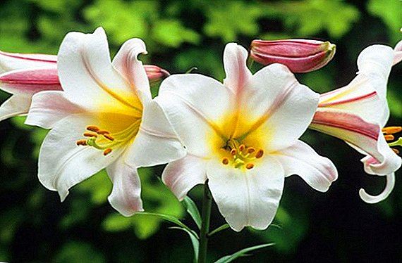 Literate preparation of lilies for winter
