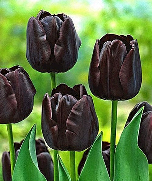 Soin compétent des tulipes noires sur un lit