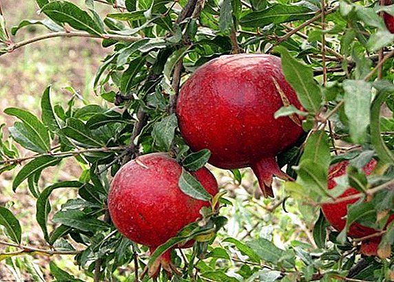 Drevo granatnega jabolka (granatno jabolko) - raste in neguje rastlino doma