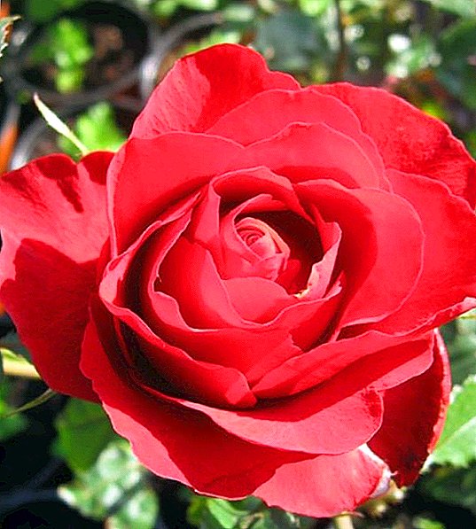 Rose hybrid te "Grand Gala"