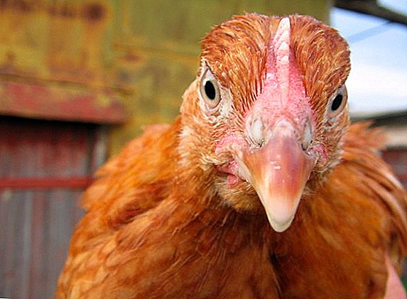 Abono de pollo granulado "Floreks": el uso de fertilizantes complejos
