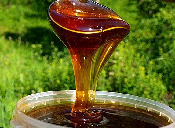 Pohankový med: jaké je jeho použití, jak si vybrat, uložit a případně poškodit