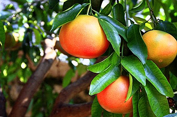 Grapefruit: growing and caring for evergreen tree