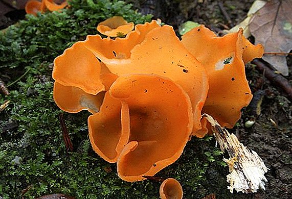 Alevria orange svampe: spiseligt eller ej