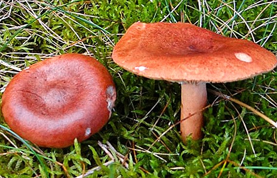 Hořká houba: jedlá nebo ne
