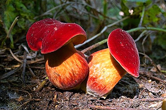 Boletus Mushroom: beschrijving, types, verschillen