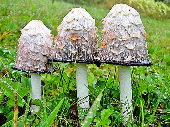 Dwarf white mushroom: edible or not